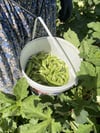 Taze Köy Bamyası 1(kg)