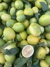 Taze Limon 1 / Kg