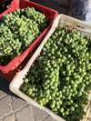 Taze Üzüm Koruk Ekşi 1 / Kg