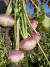 Turp Alyanak Doğal Katkısız Bahçesinden 1(kg)