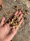 Yeni Mahsul Kabuklu Kuru Yerli Ceviz 5 / Kg
