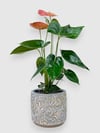anthurium