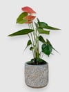 anthurium