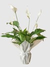 Marmaris Beyaz Barış Çiçeği (Spathiphyllum) | Salon Bitkisi & Çiçek Siparişi