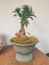 Marmaris Bonsai Ficus Ginseng | Şık & Dekoratif Mini Ağaç