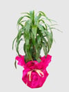 Marmaris Dracaena Compact Bitkisi | Şık ve Dayanıklı Salon Bitkisi