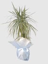 Marmaris Dracaena Marginata Bicolor | Şık Salon Bitkisi & Hediye