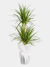 Marmaris Dracaena Marginata | Şık ve Modern Salon Bitkisi