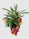 Marmaris Dua Çiçeği Bitkisi (Calathea Rufibarba) | Şık & Dekoratif Salon Bitkisi