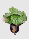 Marmaris Dua Çiçeği (Calathea Orbifolia) | Premium Dekoratif Salon Bitkisi