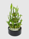 Marmaris Şans Bambusu Piramit Tasarım | Lucky Bamboo Özel Aranjman