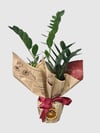 Marmaris Zamioculcas (ZZ Bitkisi) | Şık & Dayanıklı Salon Bitkisi
