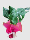 MONSTERA