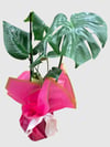 MONSTERA