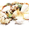 Deniz Kabuğu Karışık 100 gr
