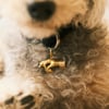 Lucky Charm Mouse In The House