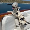 Umbra Siyah Köpek Bornozu