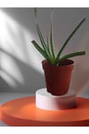Aloe Vera Çiçeği