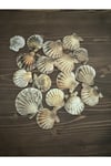 Deniz kabuğu (nikah şekeri,süslemeler için)250 gram