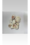 Deniz kabuğu(100 gram)(büyük boy)