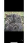 İhraç fazlası ip