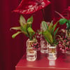 Almin  Flora Candle Set