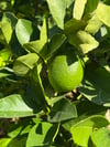 LIME LİMON TAZE HASAT 1 KG