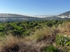 Limon