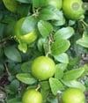 Test Ürünü