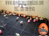 Kümes Taban Izgarası 1 M2 ( 4 adet 50x50 ) Tavuk ve Civcivler İçin Plastik Altlık