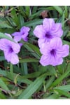  2 ADET Meksika Petunyası Çiçeği - Ruelya (Ruellia)120-150 CM