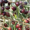  2 ADET TÜPLÜ AYVALIK ZEYTİN FİDANI