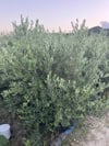  TÜPLÜ  3 YAŞ ,GENİŞ FORUMLU GEMLİK TİRLYE ZEYTİN FİDANI BOY 150-180 CM