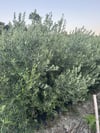  TÜPLÜ  3 YAŞ ,GENİŞ FORUMLU GEMLİK TİRLYE ZEYTİN FİDANI BOY 150-180 CM
