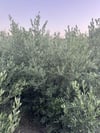  TÜPLÜ  3 YAŞ ,GENİŞ FORUMLU GEMLİK TİRLYE ZEYTİN FİDANI BOY 150-180 CM