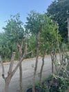 10 YAŞ İRİ MEYVELİ HÜNNAP FİDANI BOY 250 CM