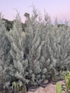 12 LT  Saksıda Cupressus Arizonica - Arizona Mavi Servi Fidanı 110-130 CM