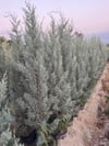 12 LT  Saksıda Cupressus Arizonica - Arizona Mavi Servi Fidanı 110-130 CM