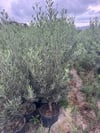 15 LT SAKSIDA 5 YAŞ GEMLİK TRİLYE ZEYTİN FİDANI BOY 150-180 CM