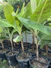 15 LT SAKSIDA ANAMUR MUZ FİDANI 100-120 CM