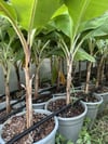 15 LT SAKSIDA ANAMUR MUZ FİDANI 100-120 CM