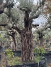 150 YAŞ BONSAİ ZEYTİN AĞACI BOY 300-350CM