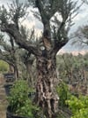 150 YAŞ BONSAİ ZEYTİN AĞACI BOY 300-350CM