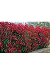 2 adet Alev Çalısı (Photinia Red Robin) 70-100 cm