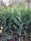 2 ADET GENİŞ FORMLU LEYLANDİ FİDANI BOY 100-130 CM