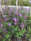 2 Adet Leylak Fidanı(Syringa chinensis ), Büyük 1 Metre , Saksılı 