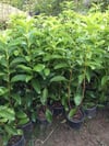 2 ADET Saksıda Kartopu Viburnum Lucidum Fidanı 80-110 Cm Doğal Çit Duvar