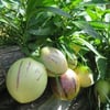 2 ADET Tüplü Salkım Meyveli Pepino Fidanı Yaş 1 Boy 45-65cm