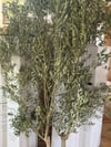 2 ADET TÜPLÜ,KALIN GÖVDELİ GEMLİK ZEYTİN FİDANI BOY 170-200 CM 
