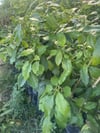 2 YAŞ AŞILI,TÜPLÜ ERKENCİ CLİFTON AVAKADO FİDANI 100-120 CM